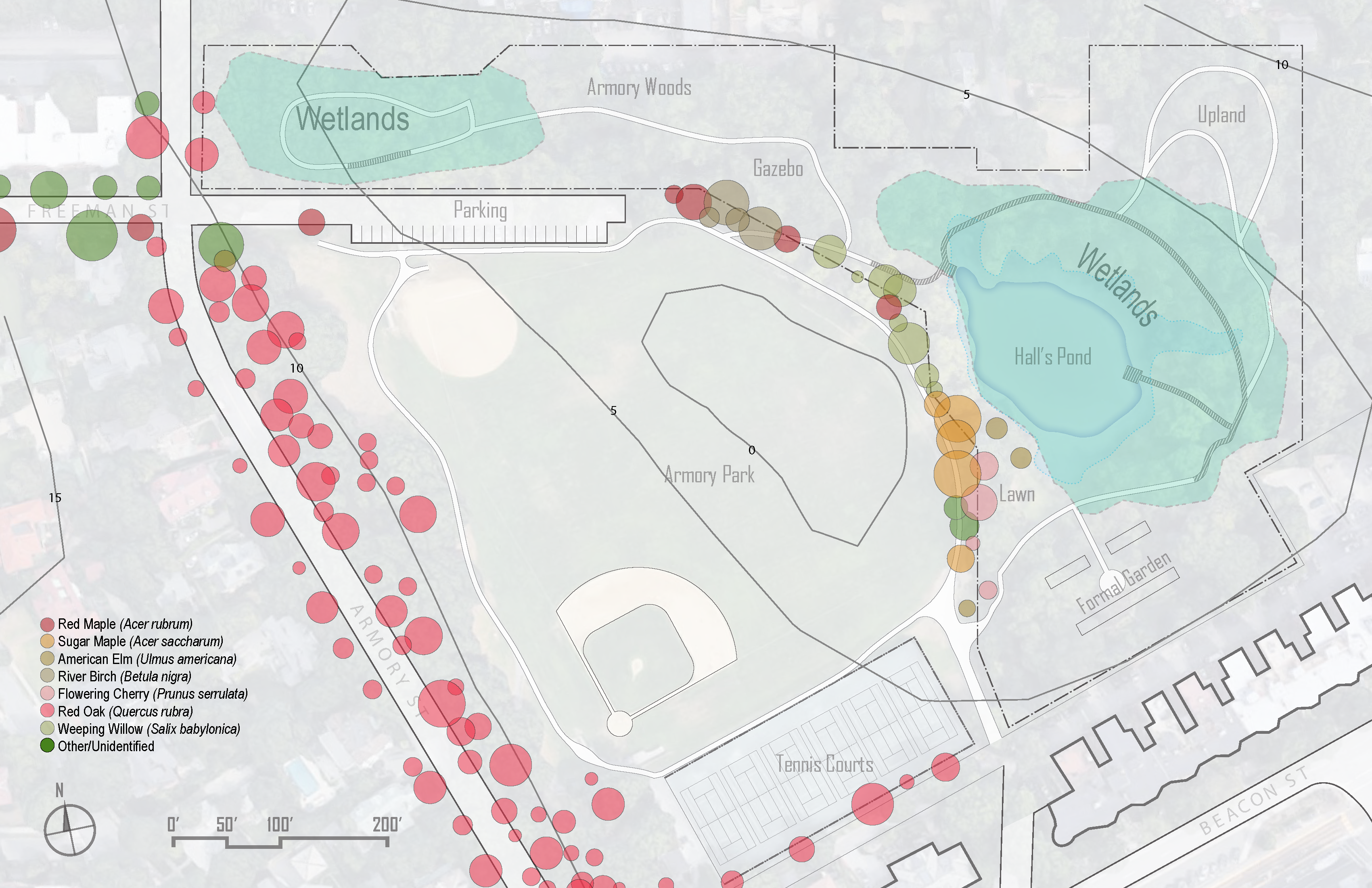 Site analysis diagram showing the existing tree cover in the Hall's Pond preserve.