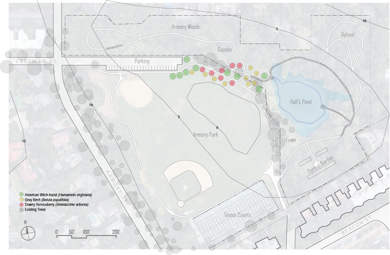 Tree planting scheme for the parcel between the parking lot and boardwalk entry. Existing trees in this area assumed to be removed.