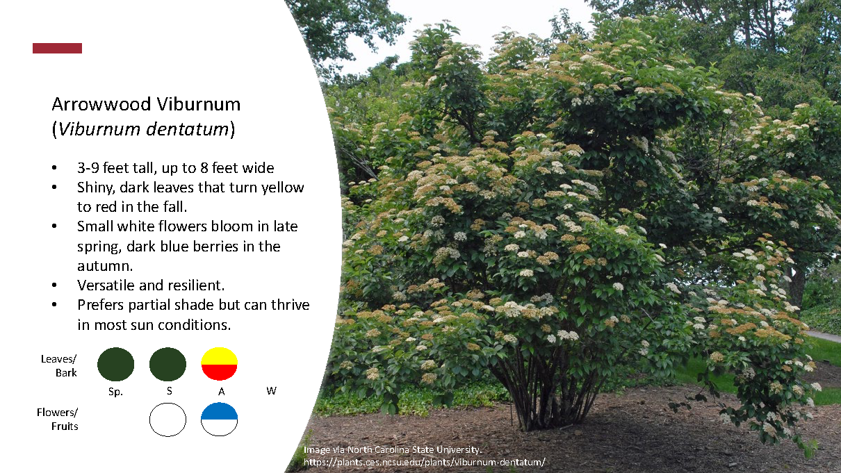 Shrubs_Page_3