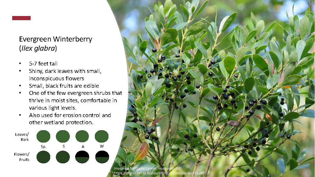 Shrubs_Page_4