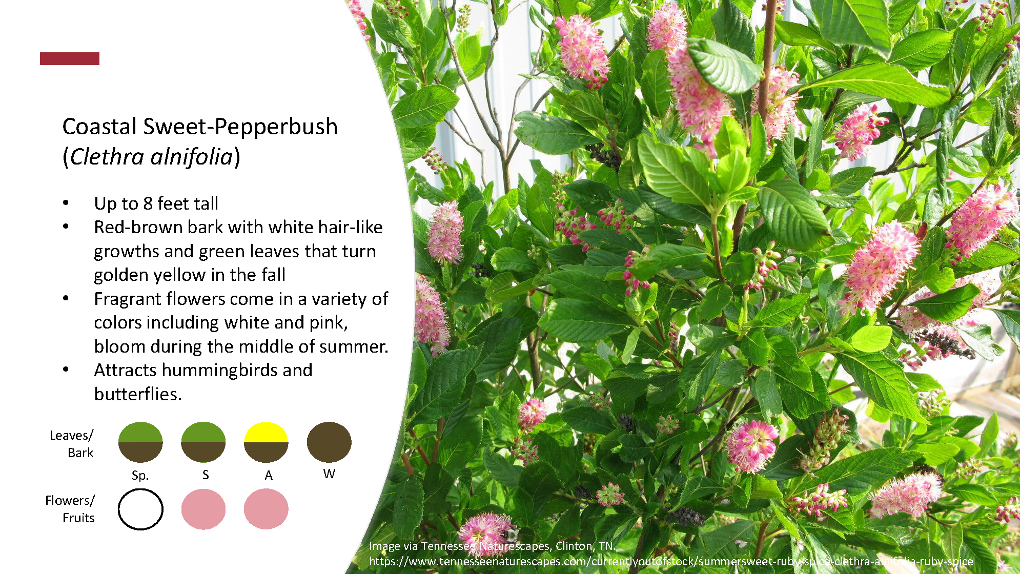 Shrubs_Page_5
