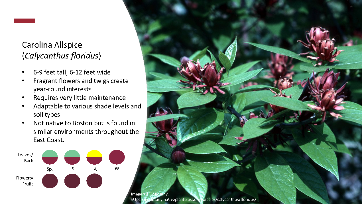 Shrubs_Page_6
