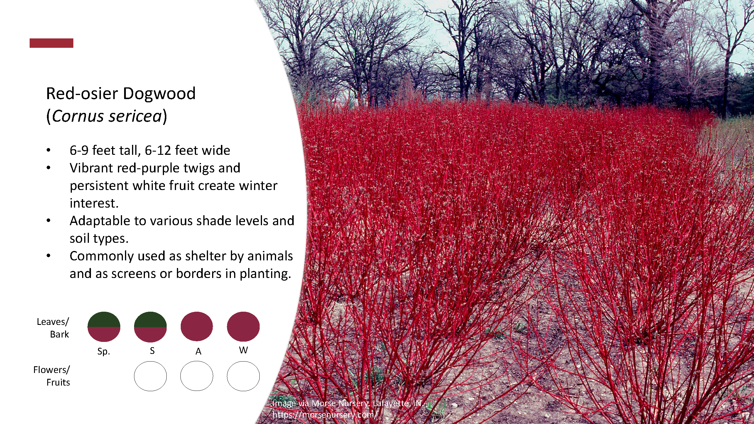 Shrubs_Page_7